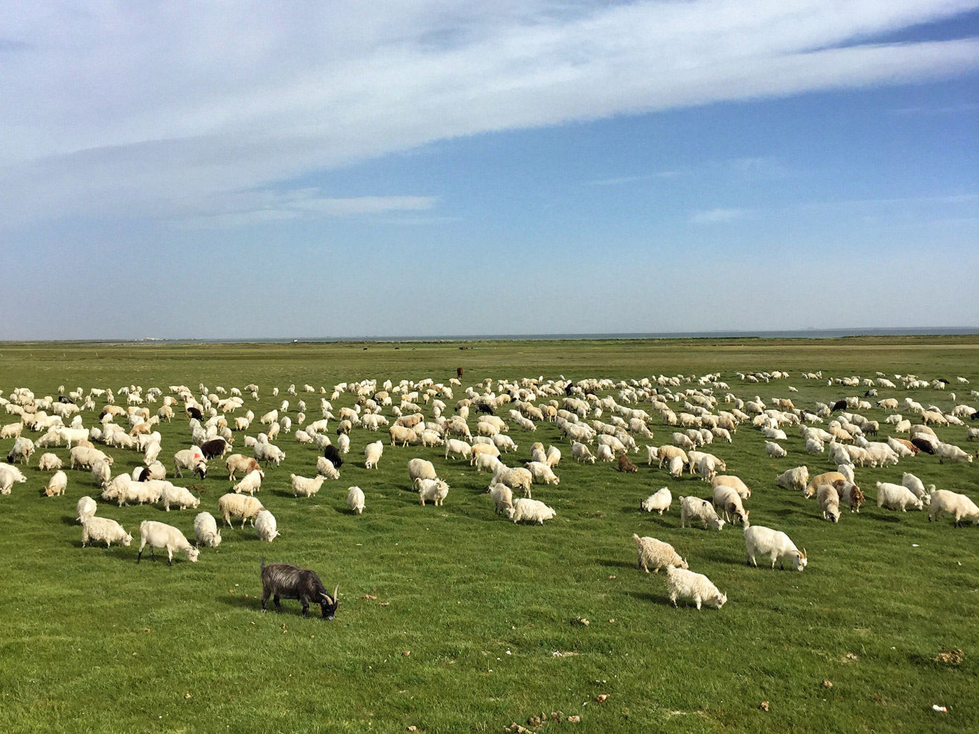 克鲁克湖旁的羊群