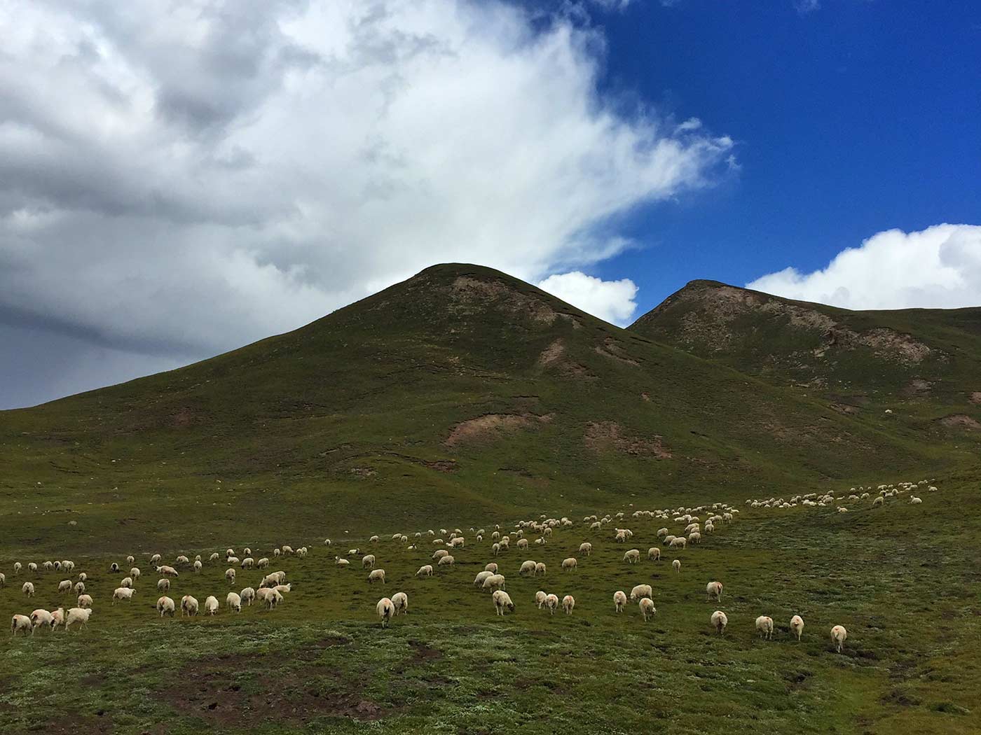 祁连山的羊群